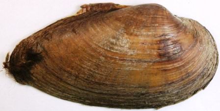 Swollen river mussel